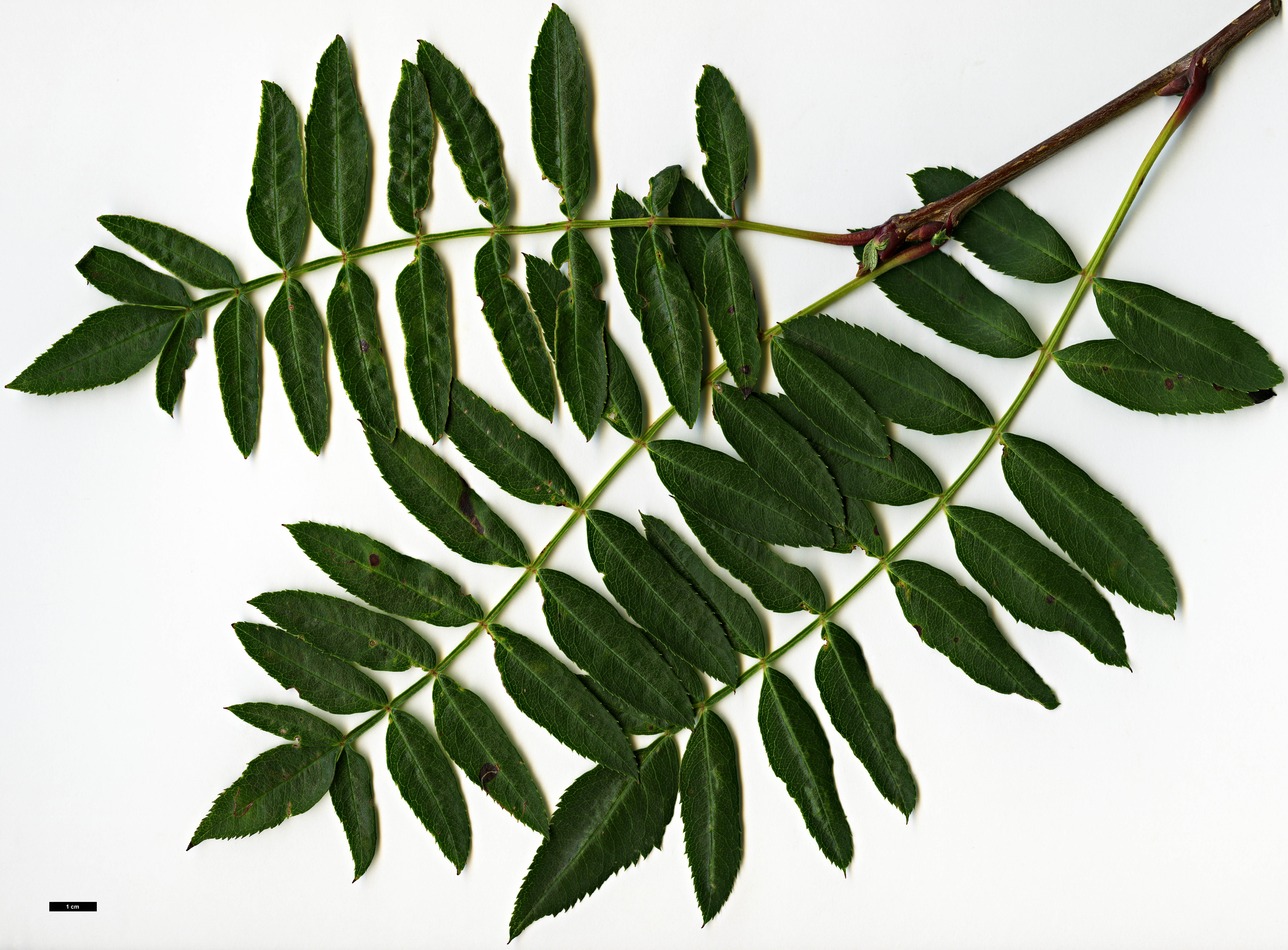 High resolution image: Family: Rosaceae - Genus: Sorbus - Taxon: bulleyana